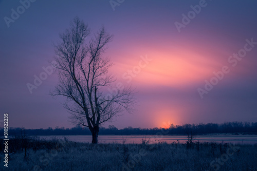 Lonely tree on the Vistula river and greenhouse lights at night near Gora Kalwaria, Poland