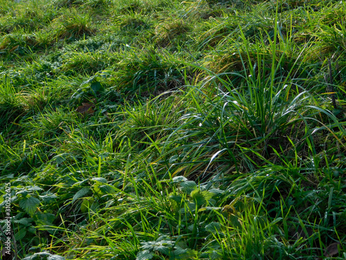 Gros plan sur gazon vert et herbes hautes