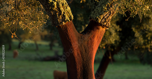 Quercus suber photo