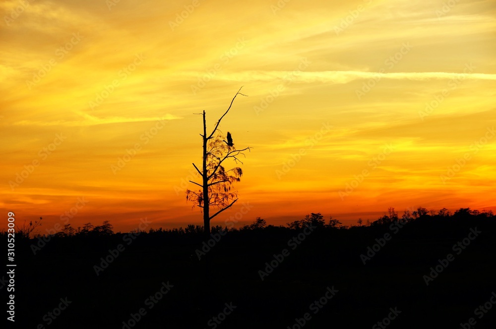 Obraz premium sunset in the swamp
