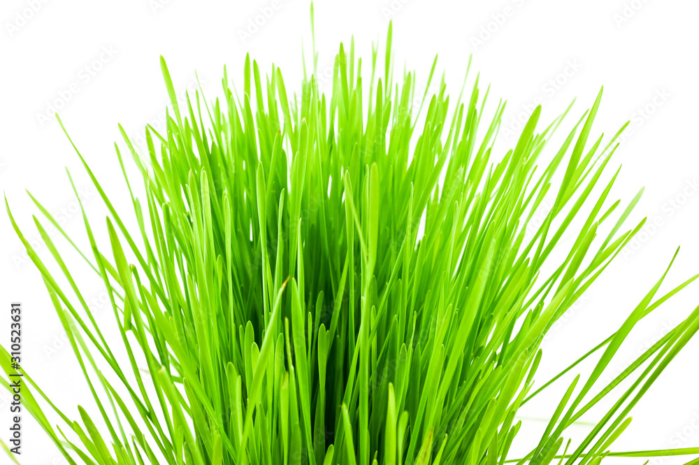 Christmas wheat, grass isolated on white background. Christmas wheat, grass isolated on white background.