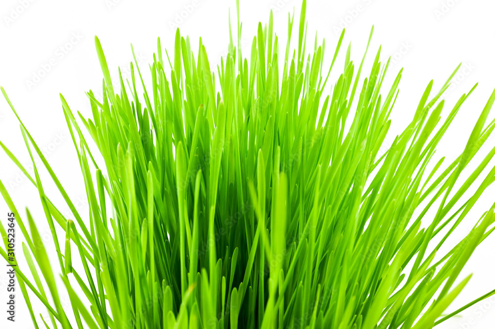 Christmas wheat, grass isolated on white background. Christmas wheat, grass isolated on white background.