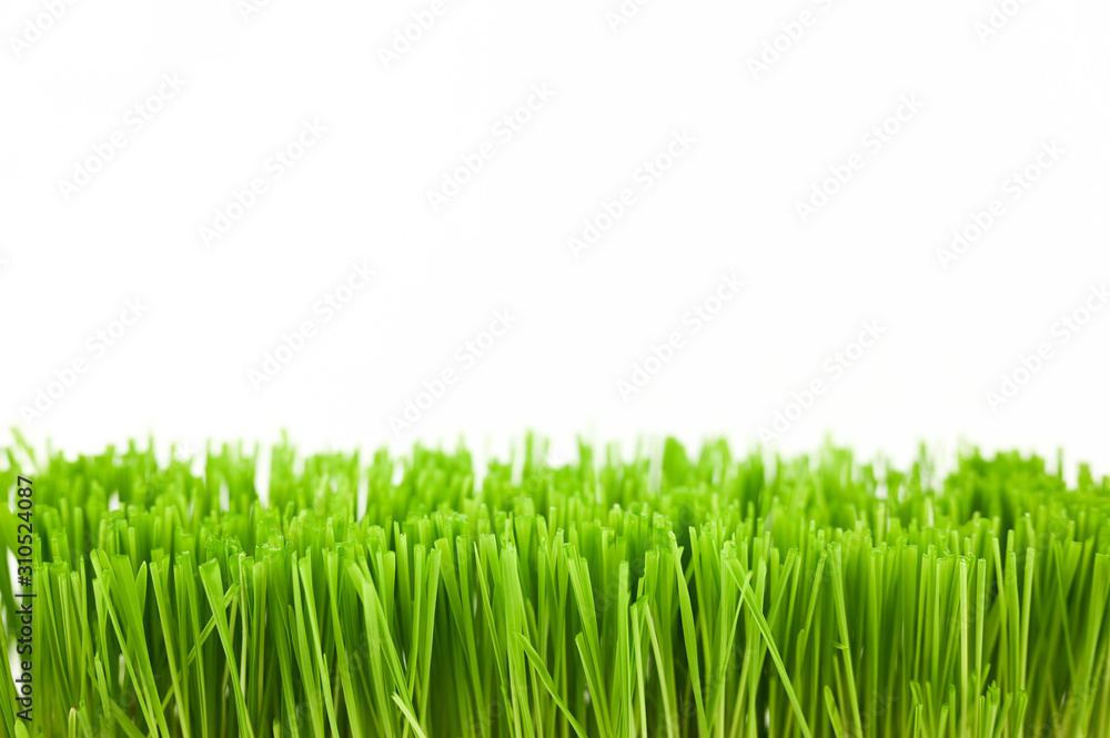 Fototapeta premium Christmas wheat, grass isolated on white background.