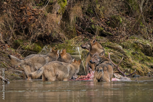 Fototapeta Naklejka Na Ścianę i Meble -  Wolves (Canis lupus) with hunted deer. Carpathian Mountains. Poland.