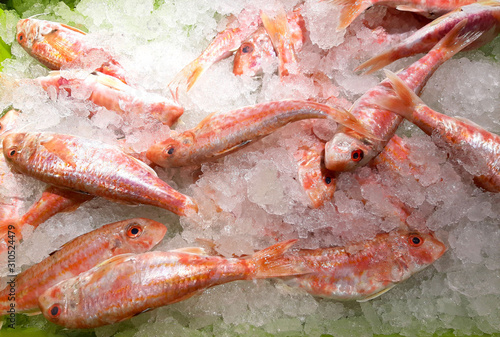 Red Mullet Fish on Crashed Ice