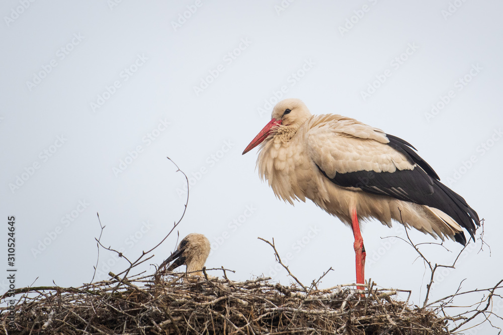 Fototapeta premium Weißstörche auf dem Nest