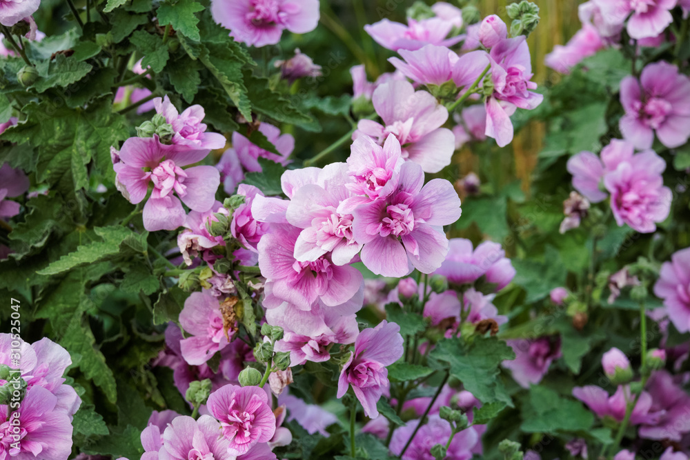 Pink flowers on a shrub Pink flowers on a shrub