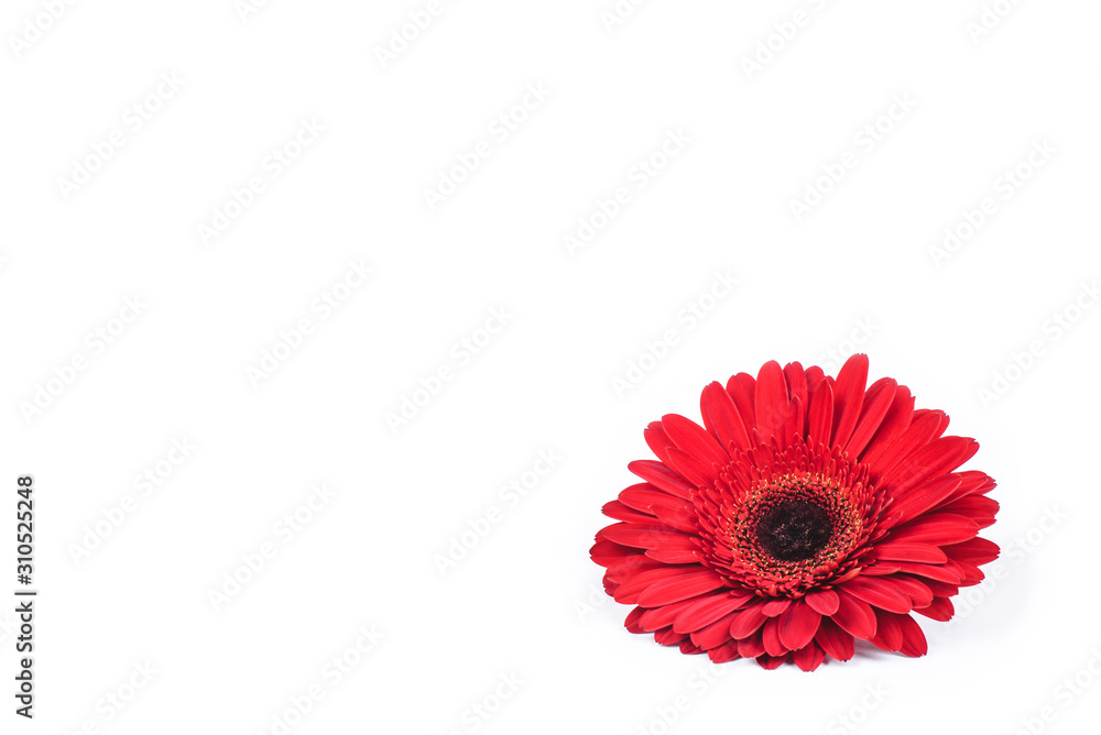 Red gerbera flower isolated on white background. Top view. Copy space for text.