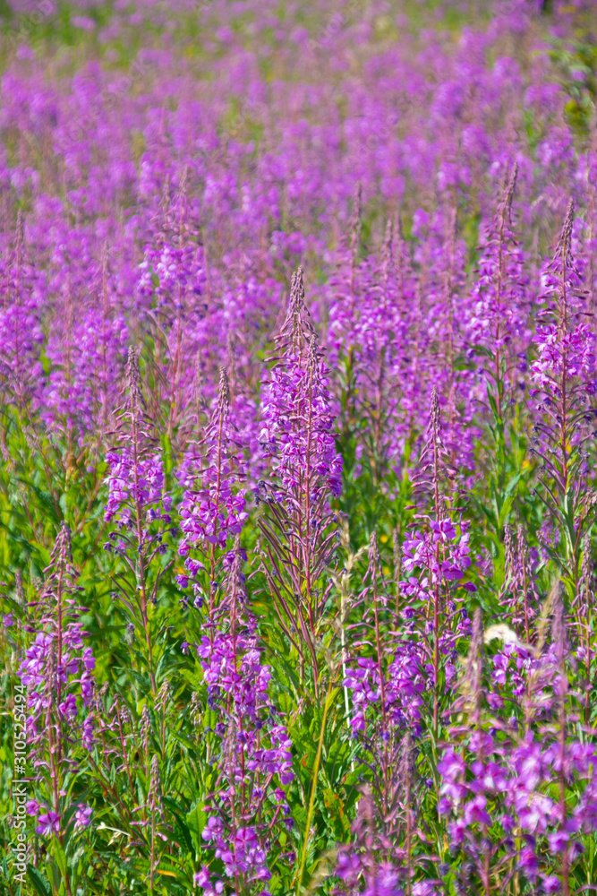 Fire weed  Chamaenerion angustifolium