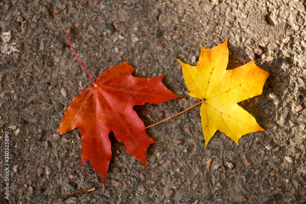 Yellow maple leaves on the ground Yellow maple leaves on the ground