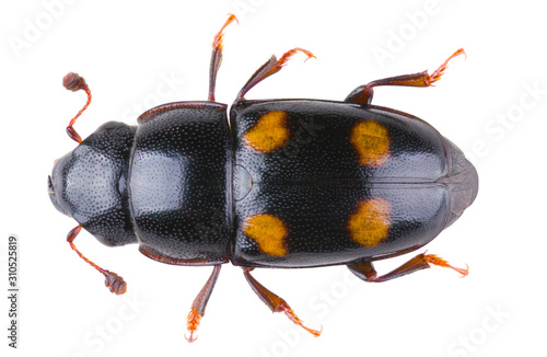 Glischrochilus hortensis is a species of beetle in the genus Glischrochilus of the family Nitidulidae. Dorsal view of isolated sap-beetle on white background. photo