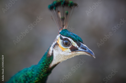 portrait of a peacock