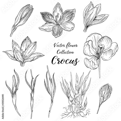 vector graphic collection of Crocus flowers and buds