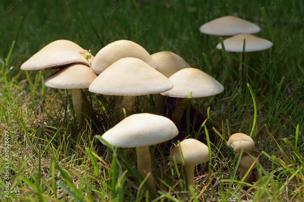 A group of wight Mushrooms A group of wight Mushrooms