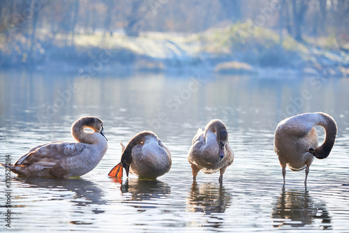 Bilde på lerret Four Mute Swans Cygnets Preening in the Morning ( Cygnus Olor )