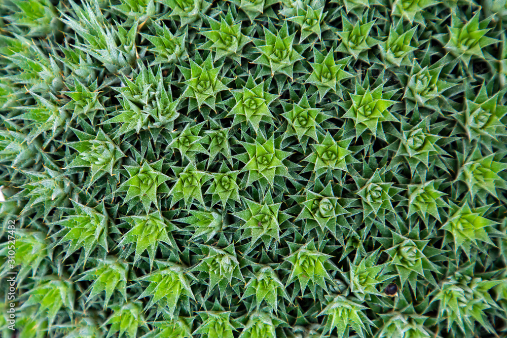 green background of grass green background of grass