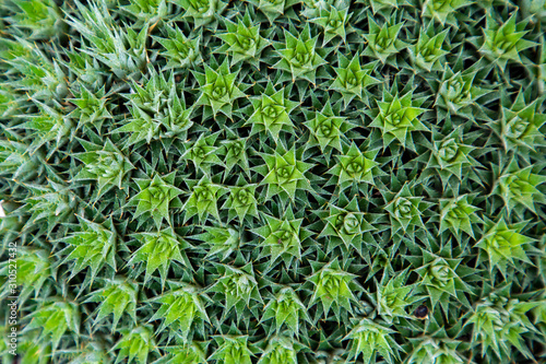 green background of grass