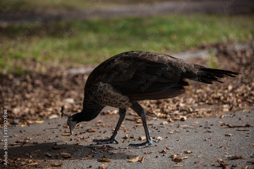 Fototapeta premium peacock eating 