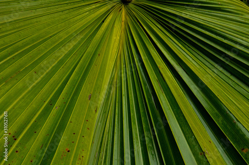 Closeup of tropical plant leaf