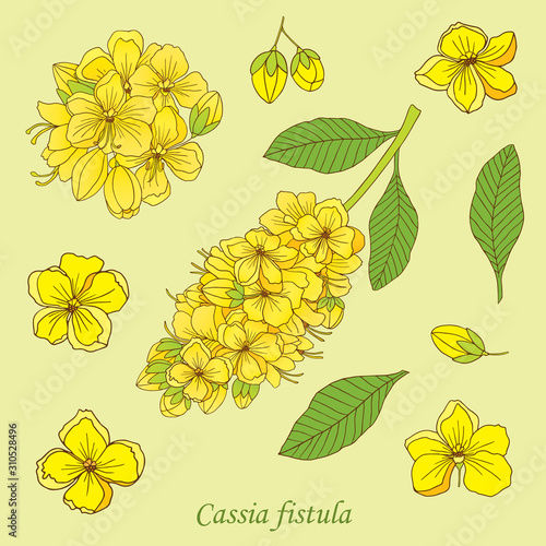 Medicinal herbs collection. Vector hand drawn illustration of a medicinal plant Cassia fistula