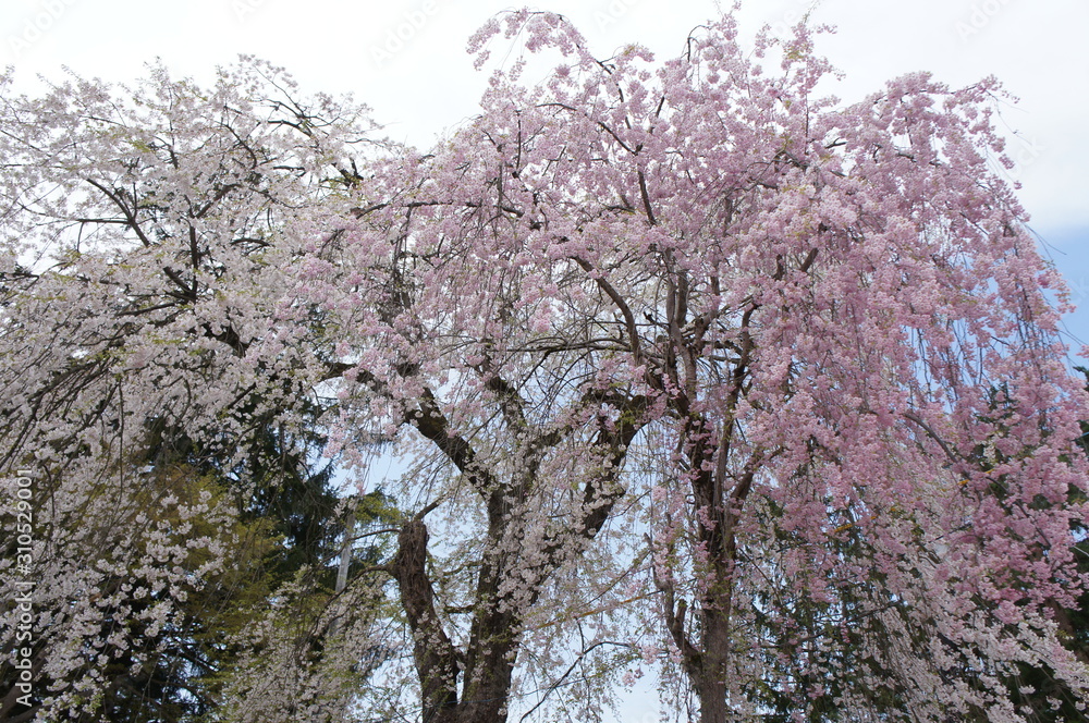 Weeping Cherry Blossoms in Japan