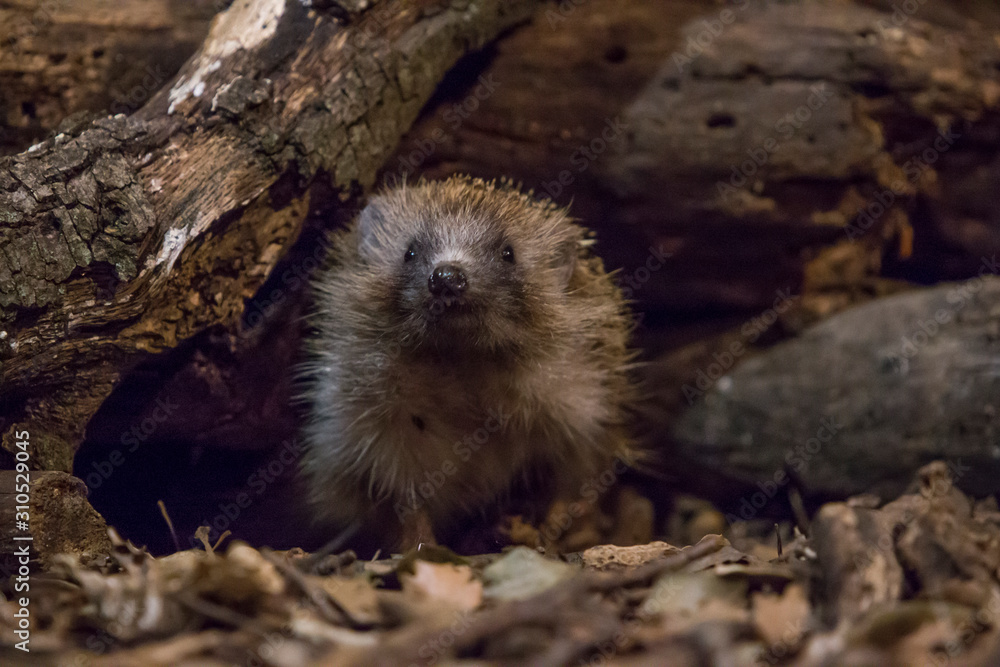 Naklejka premium Hedgehog coming out of the burrow.