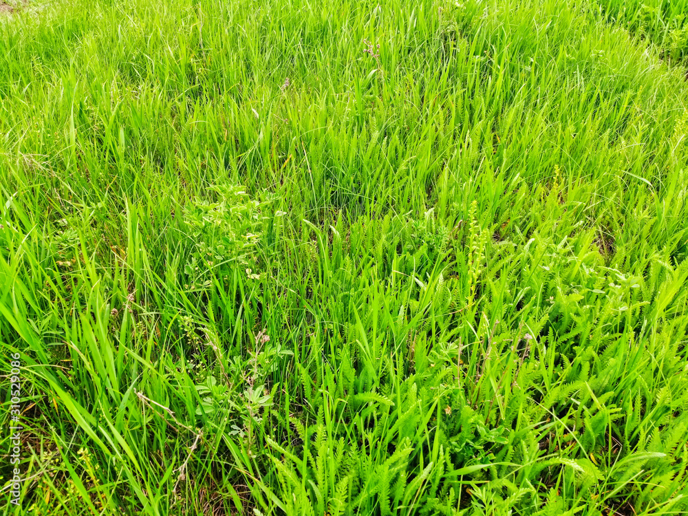 Wild green grass grows in steppe close