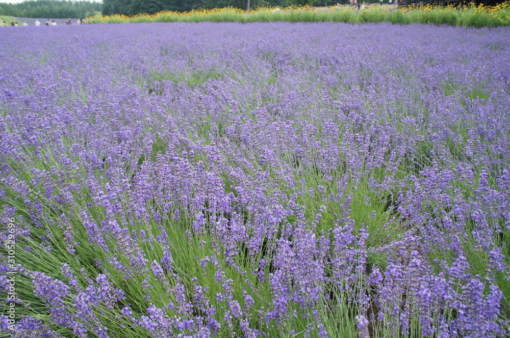 Fototapeta premium Lavender Field