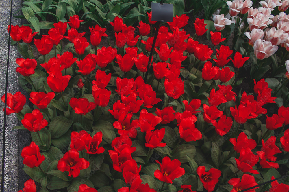Wonderful field of red tulips in park in the Netherlands Wonderful field of red tulips in park in the Netherlands