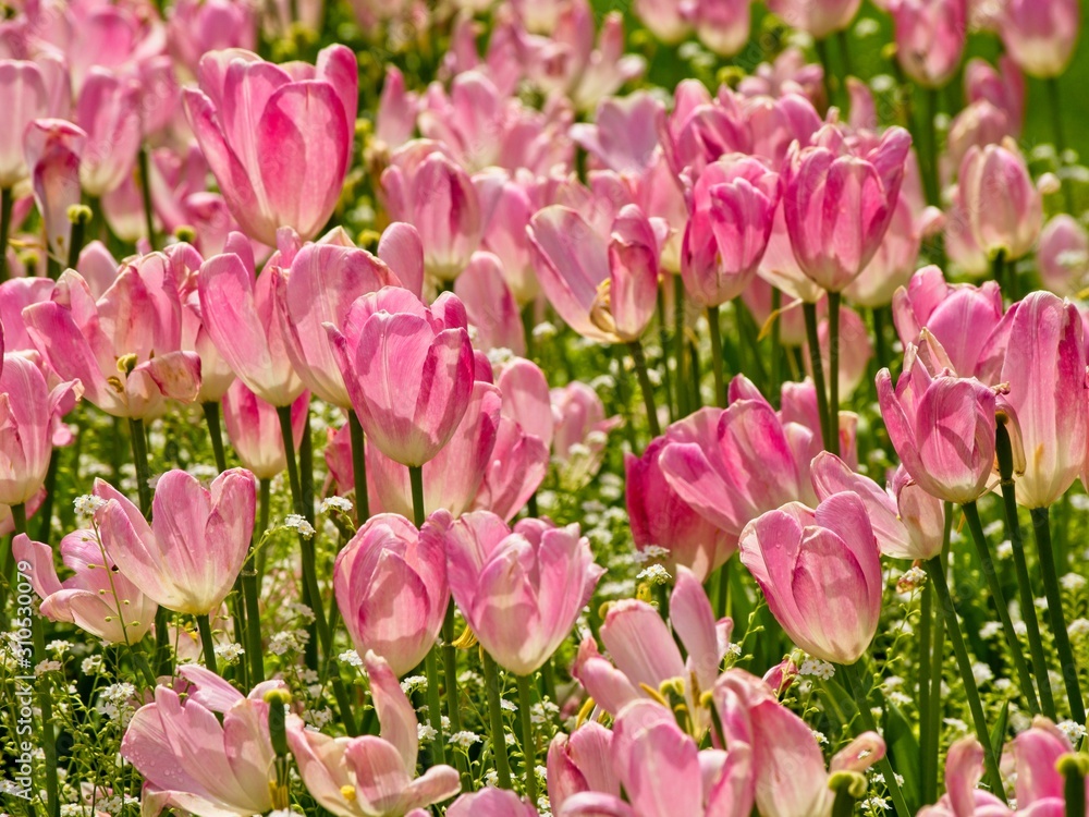 Fototapeta premium Blooming tulips