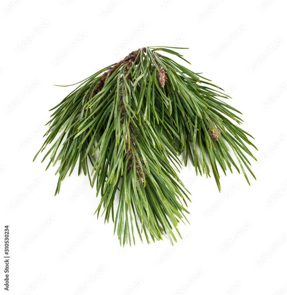Fototapeta premium spruce branch isolated close-up on white background