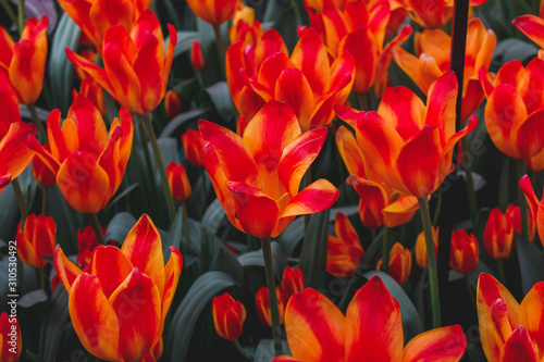 Stunning field of orange tulips in park in the Netherlands