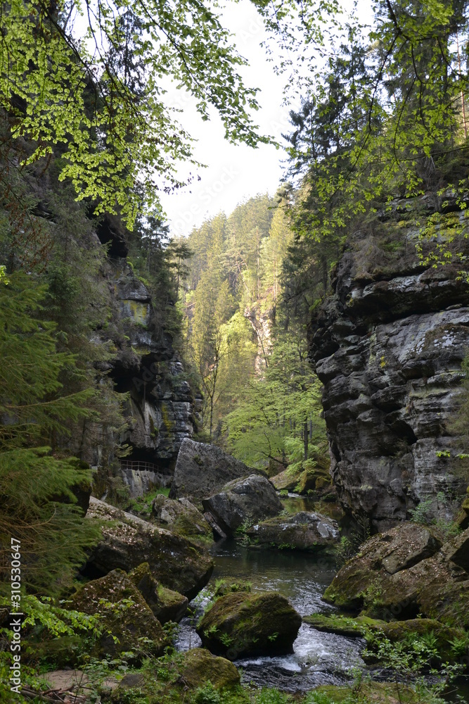 Walk along the mountain forest river Walk along the mountain forest river