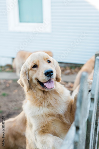 Golden Retriever Dogs Outside in Fence