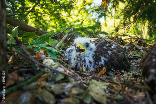 Wespenbussard - Beringung