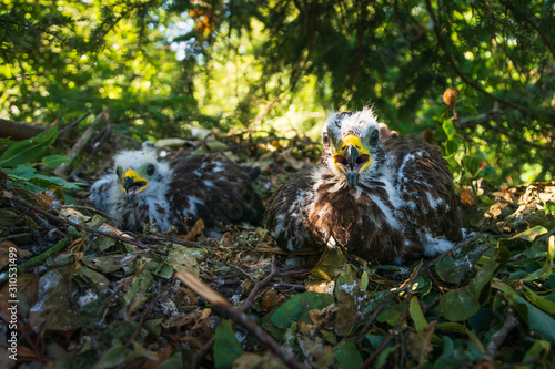 Wespenbussard - Beringung