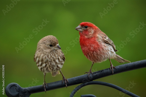 Photographie Male and Female House Finch Close-Up with Bokeh