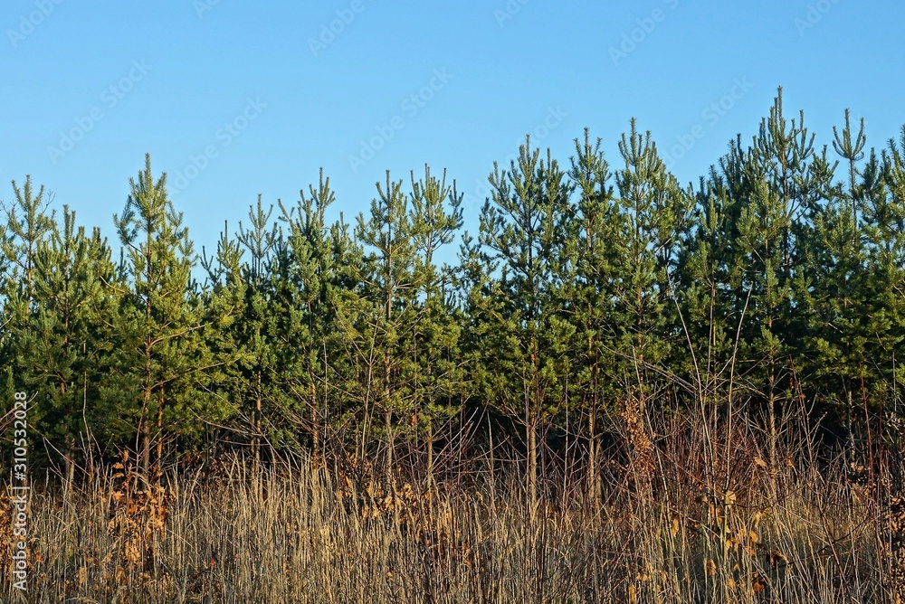 row of green pine trees and gray dry grass against a blue sky