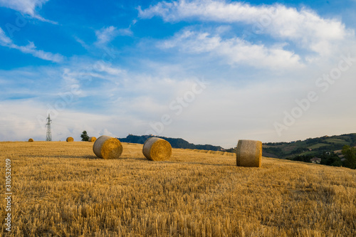 Wheat fields in hills of Verucchio in Romagna