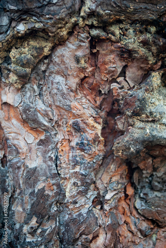 bark of a tree