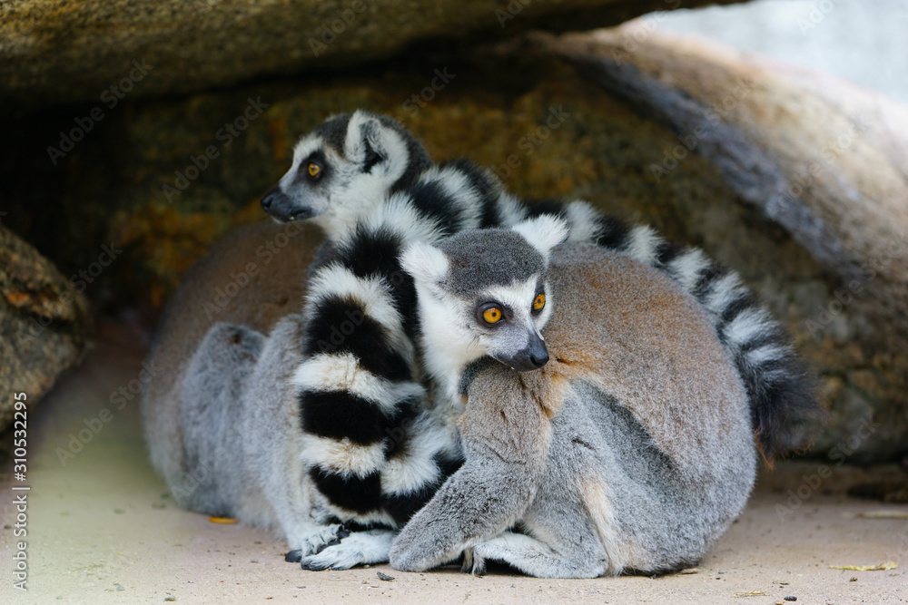Fototapeta premium Two black and white ring-tailed lemurs (lemur catta) from Madagascar with shiny eyes