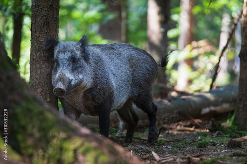 Wildschwein reibt sich an einem Baum