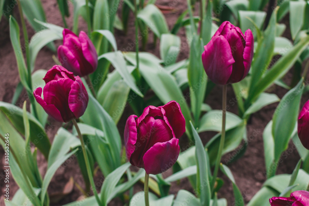 Wonderful field of purple tulips in park in the Netherlands Wonderful field of purple tulips in park in the Netherlands