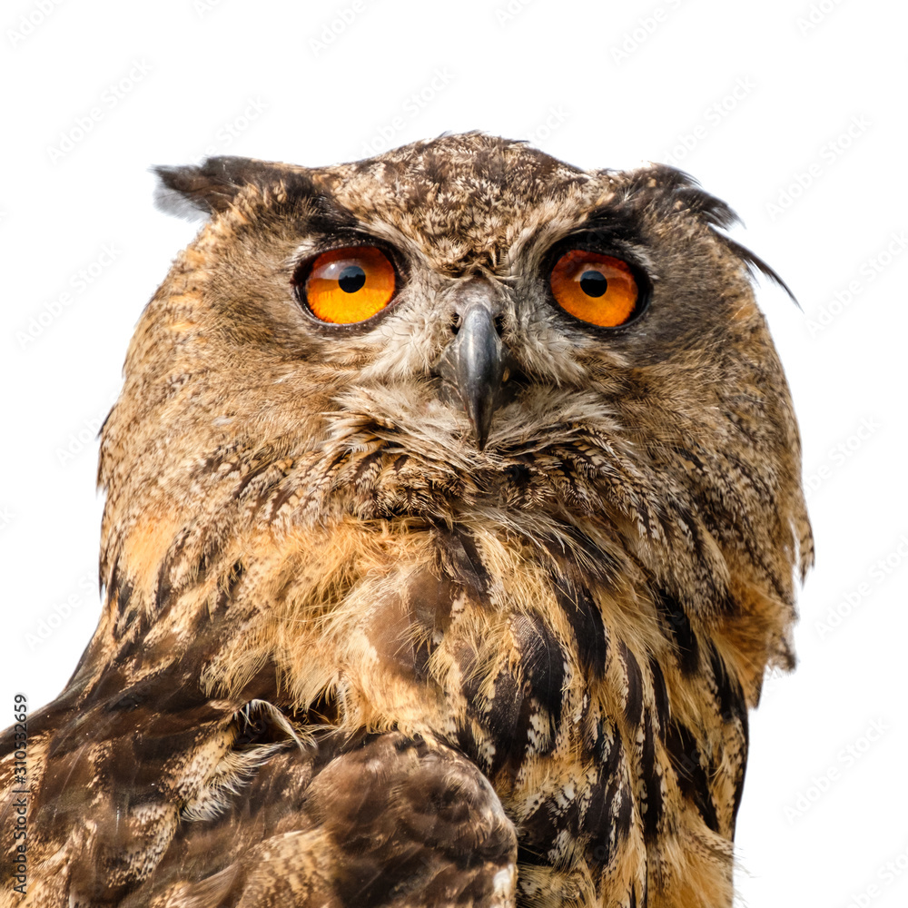 Fototapeta premium Beautiful eurasian eagle owl portrait.