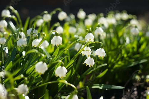 Leucojum Vernum is a spring bulb plant that resembles snowdrop  Galanthus . White early flowers in the garden  background