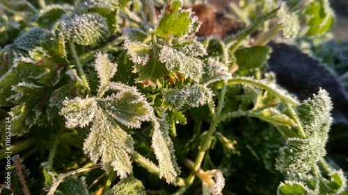 Frost on the leaves