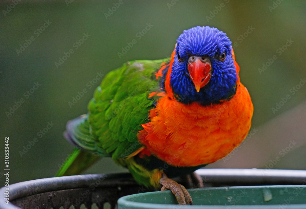 Naklejka premium View of a colorful lorikeet bird at a bird feeder in Melbourne, Australia
