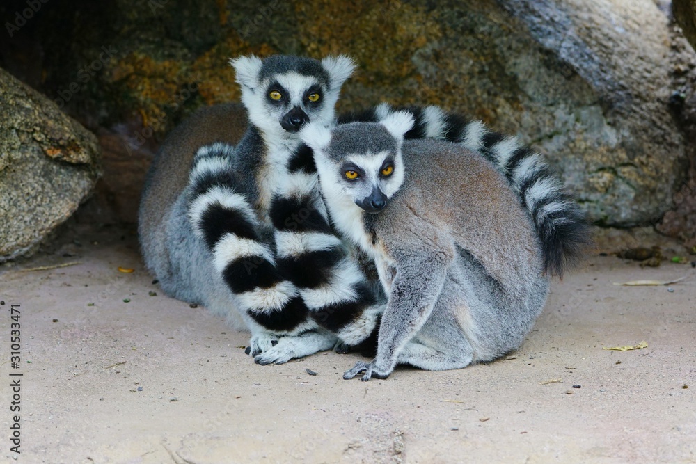 Fototapeta premium Two black and white ring-tailed lemurs (lemur catta) from Madagascar with shiny eyes