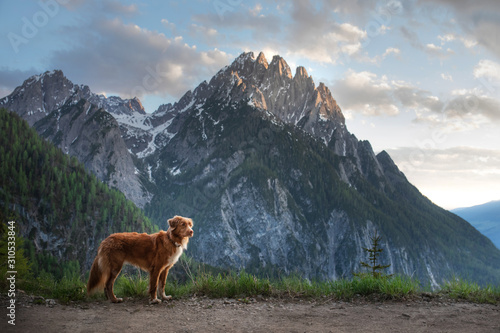 dog in the mountains, in nature. A trip with a pet, vacation. Nova Scotia Duck Tolling Retriever © annaav