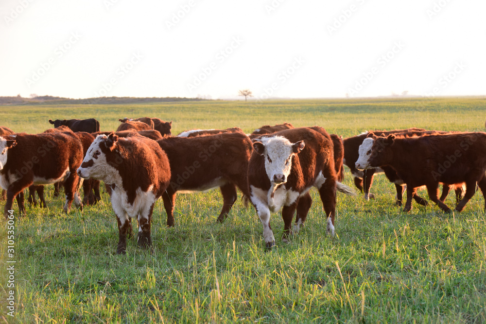 Livestock, Argentine meat production , in Buenos Aires countryside, Argentina Livestock, Argentine meat production , in Buenos Aires countryside, Argentina